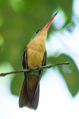 colibri