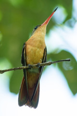 colibri