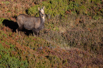 Rupicapra rupicapra en las montañas de Ancares, León.