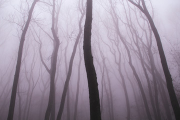 woods in the fog