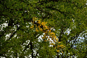 阿木長楽寺大イチョウ