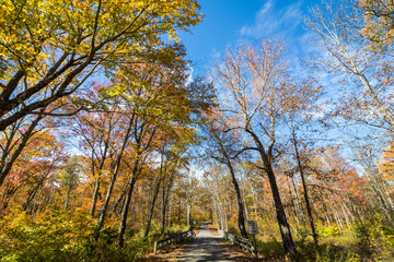 Obraz premium Park road lined with trees covered in brilliant fall foliage in yellow, orange, red against a vivid blue sky on a sunny afternoon