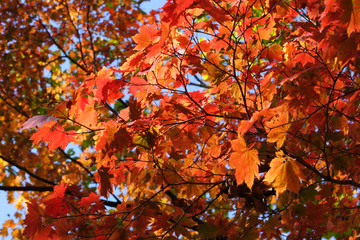 Golden autumn