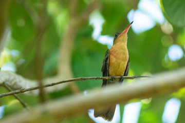 colibri