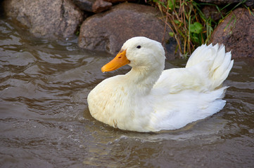 White duck swimming in the pond.