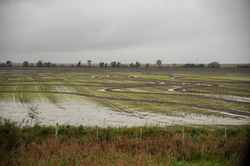 Fototapeta na wymiar Planting irrigated rice in germination 02