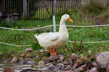 White duck stands near the pond. 