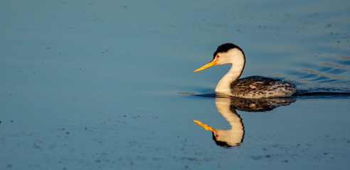 Clarks Grebe in blue water at Bear River Bird Refuge