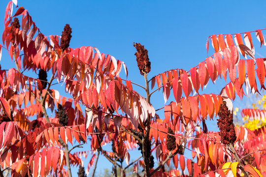 Rhus typhina red fruits and cutleaf foliage