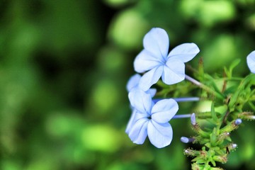 Plumbago Auriculata Capensis in the garden
