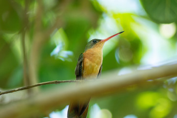 colibri