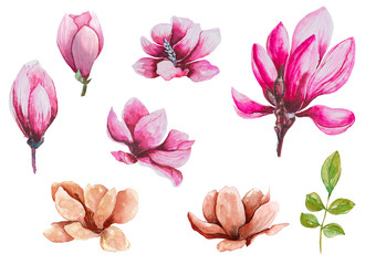 Watercolor magnolia flowers set for background, texture, wrapper pattern, frame or border, hand drawn, illustration