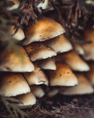 mushrooms in forest