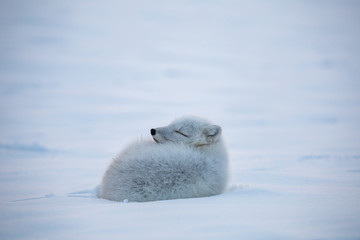 Lis polarny, południowy Spitsbergen © blackspeed