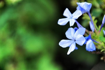 Plumbago Auriculata Capensis in the garden