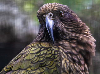 A New Zealand kea  - the only species of alpine parrot - portrait photo. 