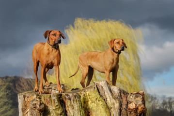 Two alert Rhodesian Ridgeback dogs standing together on a large tree stump, Germany