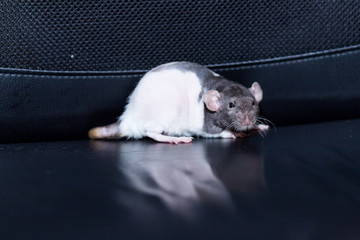 cute, funny rat isolated on black background.Cute rat ,Rattus norvegicus domestica, on a light background. Chinese new year symbol. Closeup young funny pet.
