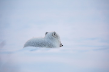 Lis polarny, południowy Spitsbergen © blackspeed