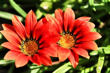 Colorful red Gazania flower in the garden
