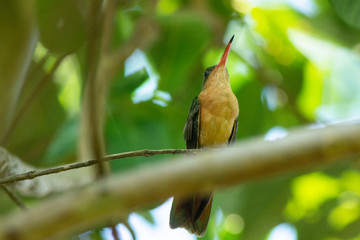 colibri © alfredo914