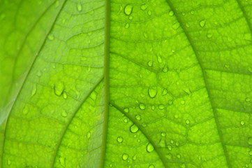 Back side of avocado (Persea sp.) leaf background