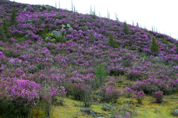 Pink flowers maralnik blooming Rhododendron Ledebour in mountains of Altai (Russia) in springtime.