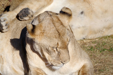 white lioness in the park