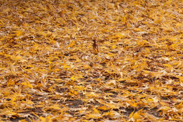 autumn maple leaf asphalt road 