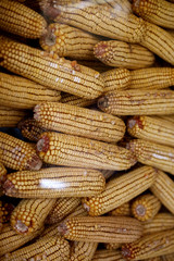 Yellow dried corns under the glass in the agroturism restaurant. Design decorative element. 