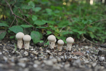 Close-Up Of Mushrooms Growing On Forest