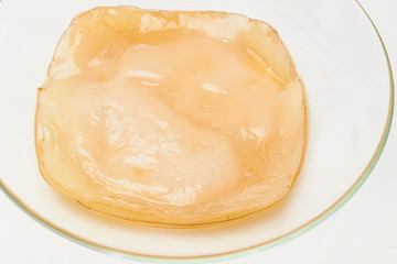 Kombucha mushroom SCOBY 