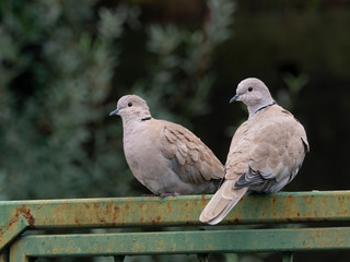 two wild cute Eurasian collared dove  symbol of  strong relationships