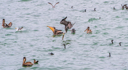 Pelicans and others feasting on fish