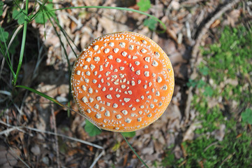 CLOSE-UP OF FLY AGARIC MUSHROOM ON FOREST GROUND