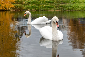 White swans on a pond in an autumn park