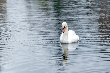 White swans on a pond in an autumn park