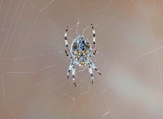 a large grey spider sits on the web