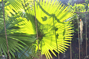 large green leaves and flowers in a tropical flora garden in Thailand in the sun