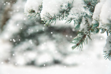 Beautiful winter landscape with snow covered trees
