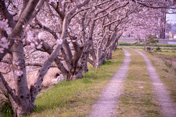 卒業　河川敷の桜と少女