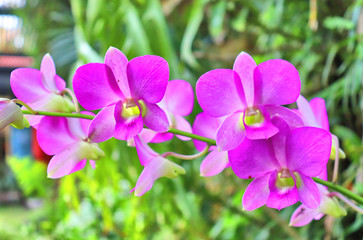 Fototapeta na wymiar purple orchid flowers in tropical flora garden in thailand