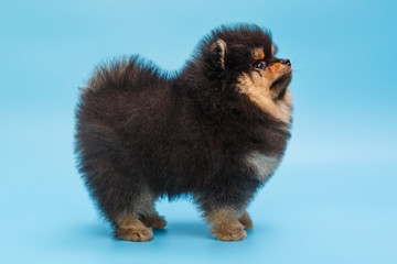 Small black Pomeranian puppy