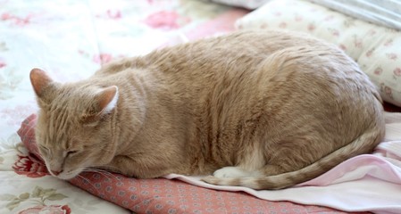 A big yellow cat sleeping on top of the bed.