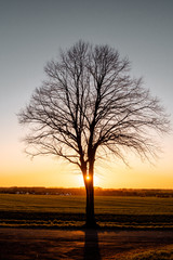 Silhouette of a winter tree with no leaves at colorful sunset light in the german countryside landscape, Braunschweig, Germany