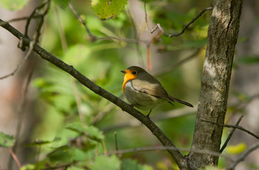 European Robin (Erithacus rubecula) sits on autumn branch