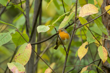 Obraz premium European Robin (Erithacus rubecula) sits on autumn branch