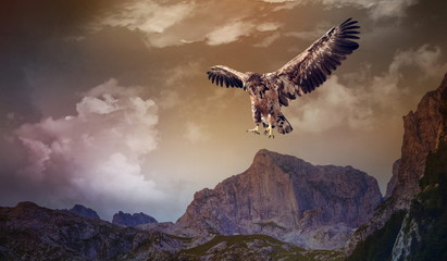 Obraz premium eagle flying over the dark mountains