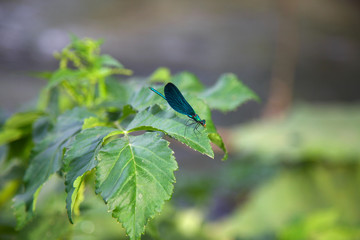 Blue dragonfly close up sitting on the leaf in Albania forest.