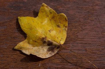 leaf